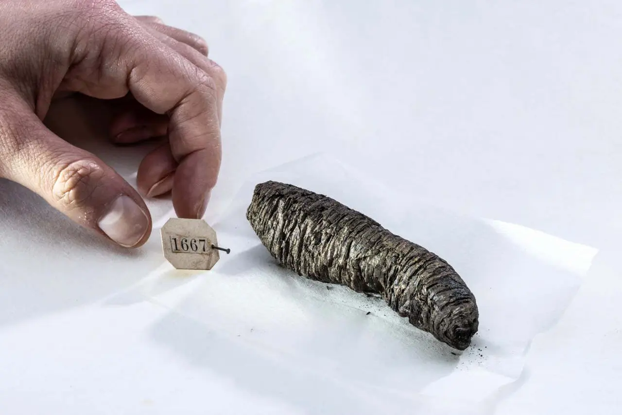 AI unlocks complete ancient scroll from Vesuvius eruption, revealing lost works by Greek philosophers