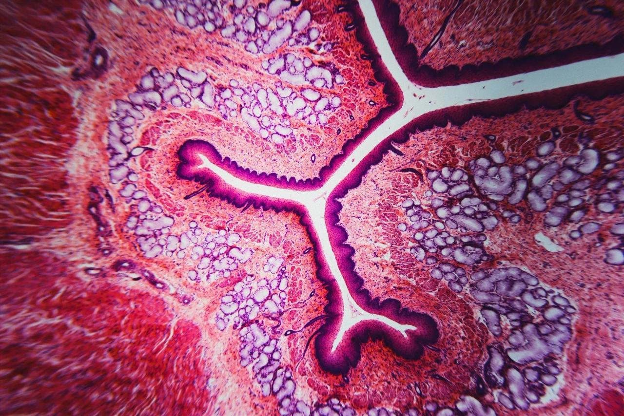 AI-Powered Tissue Clocks Reveal How Each Human Organ Ages Differently, Detectable via Blood Tests