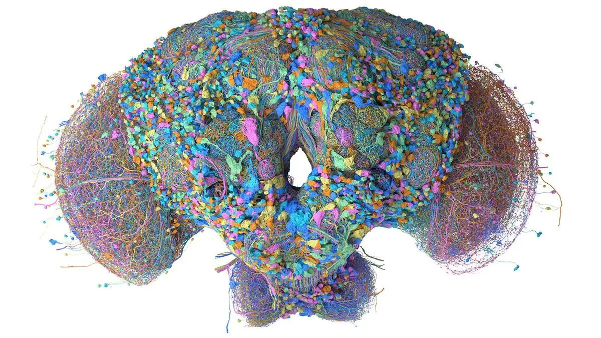 Google Maps Fruit Fly Brain With AI, Engineers Immediately Train It To Play Doom and Mario 64
