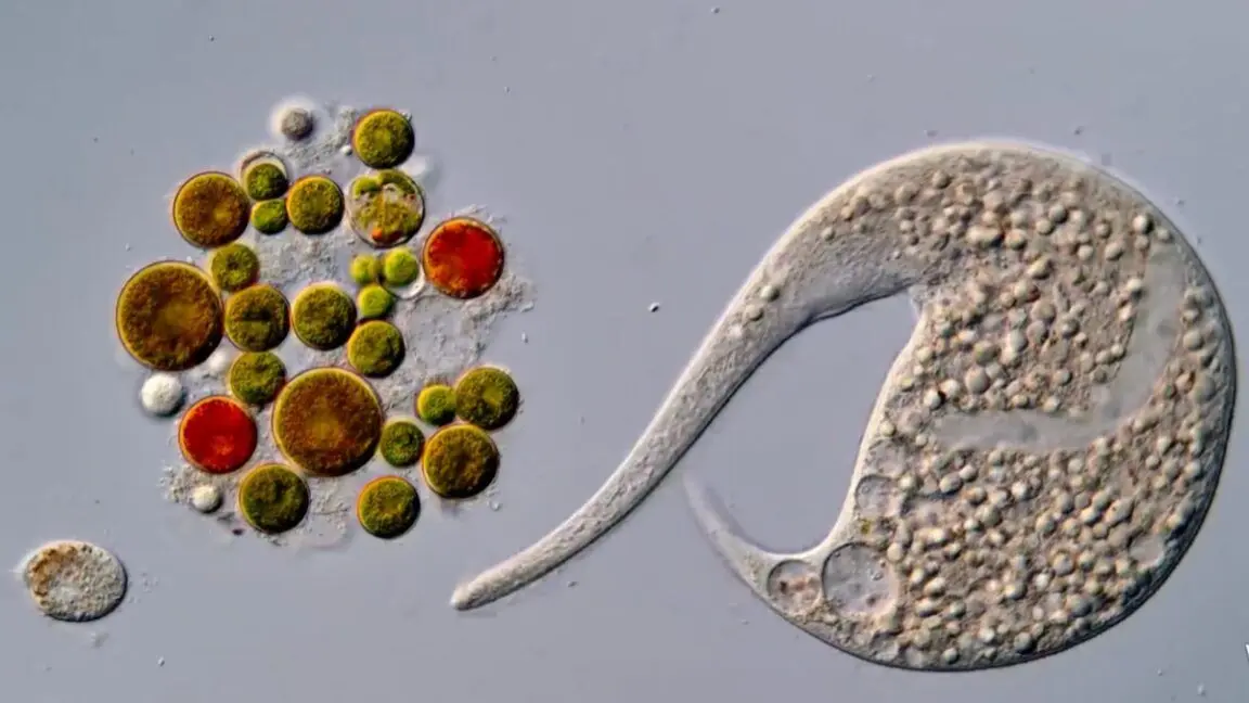 Nikon Disqualifies Microscopic Video Winner After Generative AI Use Violates Competition Rules